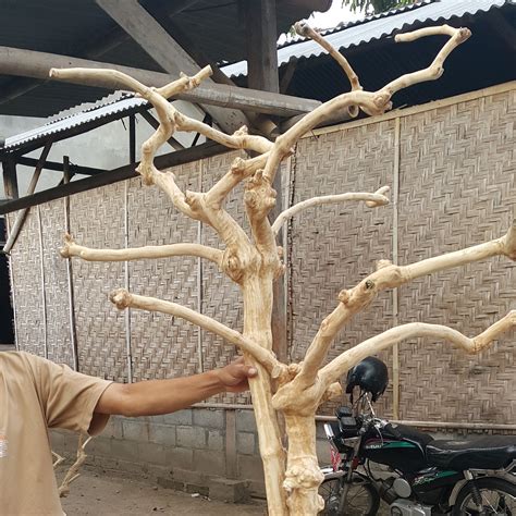 Image result for Java Tree for Birds