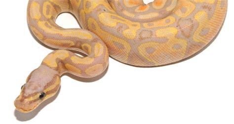 Afbeeldingsresultaten voor Coral Ball Python