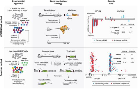 Image result for Pascal Genomics