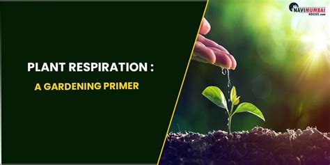 Toradh íomhá ar Cellualar Rspiration Process