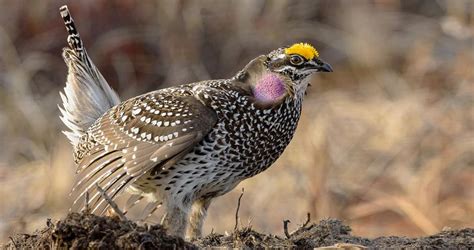 Image result for Sharptail Grouse