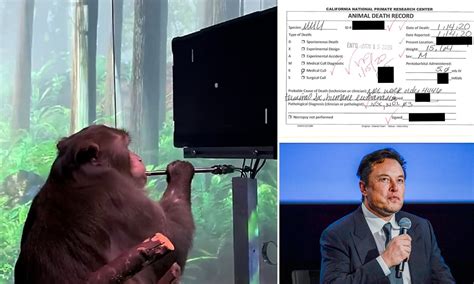 Afbeeldingsresultaten voor Neuralink Monkey Test