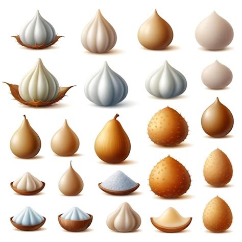 Image result for Types of Shells Vector
