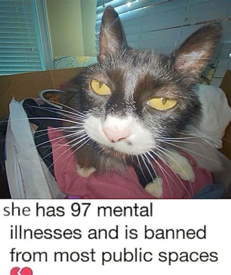 Image result for Cat Brain Processing Meme