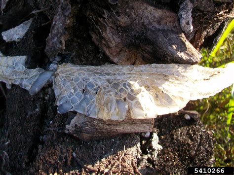 Image result for Python Genus