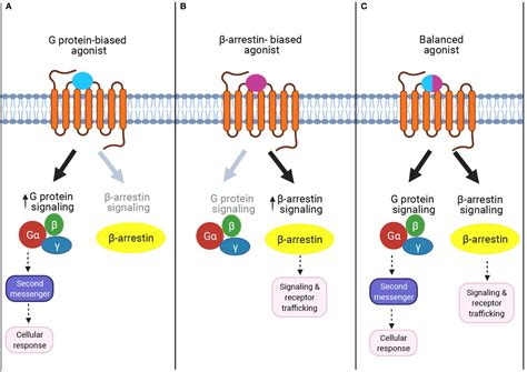 GPCR Pathway に対する画像結果