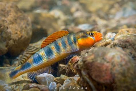 Toradh íomhá ar Turbidity Chart NTU Sampling
