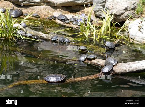Image result for Freshwater Turtle Shell