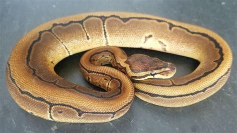 Image result for Desert Python