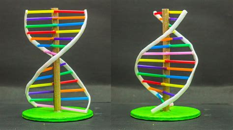 Image result for DNA Model