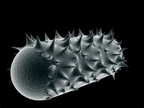 Bildergebnis für Virus Microscope Model