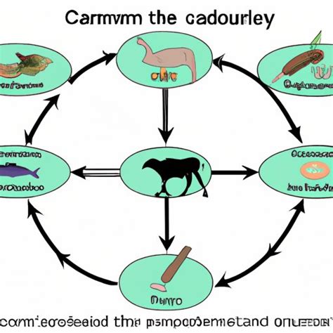 Image result for Secondary Consumer in Coloumbias