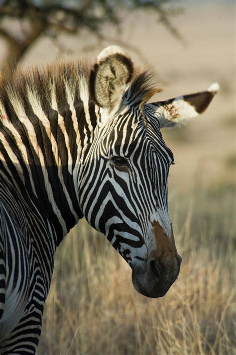 Image result for Zebra Gamer Kevin