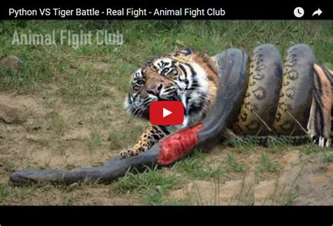 Image result for Hard Tiger vs Python