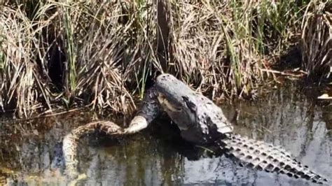 Image result for Python Fight