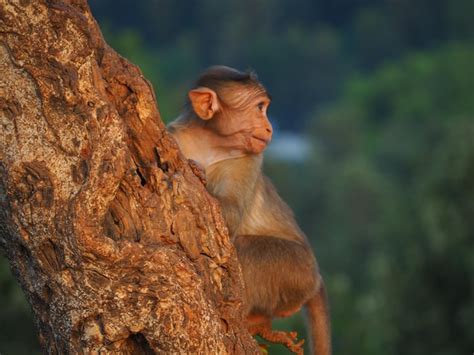 Image result for Monkey Tree Song