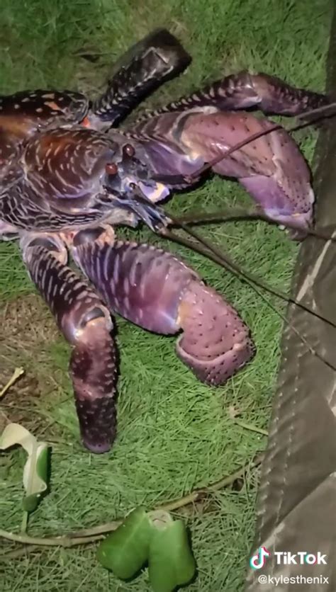 Image result for Coconut Crab Attacks Human