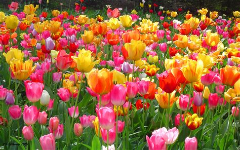 Image result for High Resolution Spring Wallpaper
