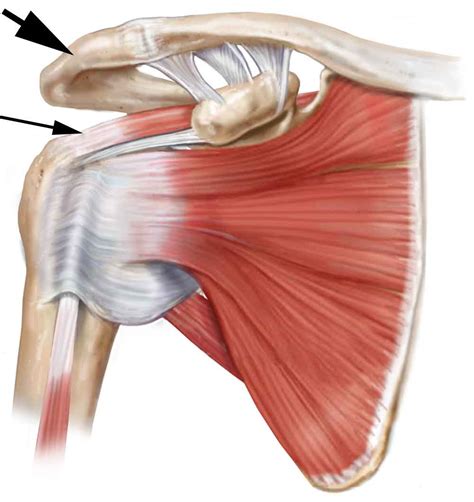 Internal Rotation Shoulder Rotator Cuff に対する画像結果