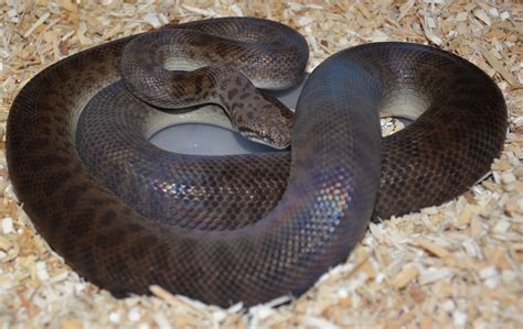 Image result for Python Childreni