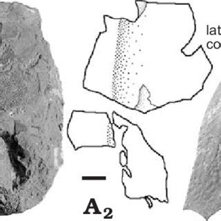 Toradh íomhá ar Dermal Plates