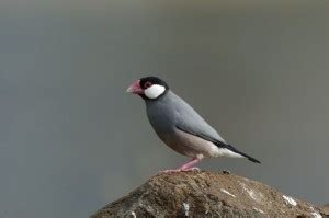 Java Sparrow P4ictures に対する画像結果