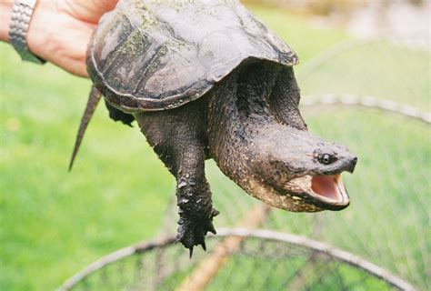 Image result for Snapping Turtle Long Neck