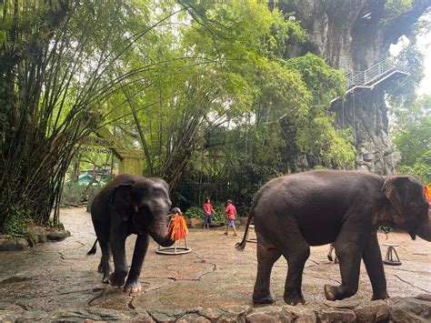 Elephants in the Present に対する画像結果