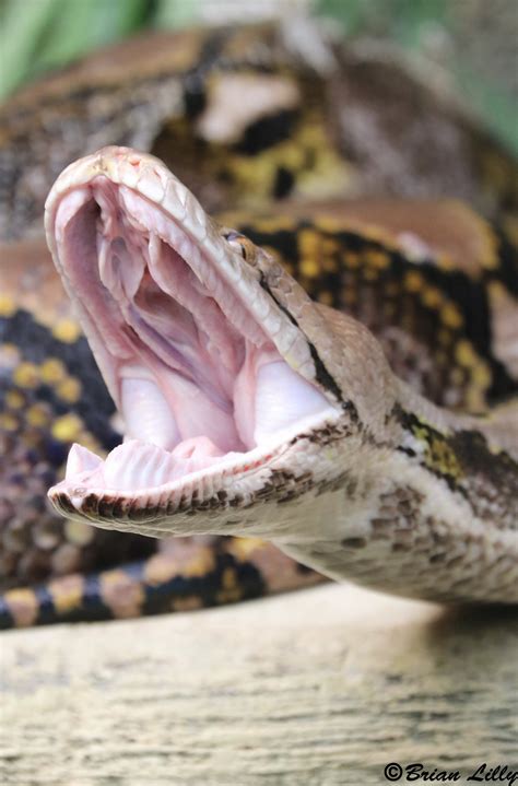 Image result for Python Mouth Mask