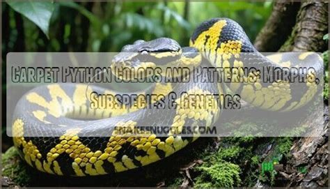 Image result for Python Pet Colors