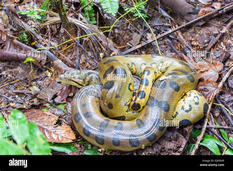 Anaconda in Amazon River ಗಾಗಿ ಇಮೇಜ್ ಫಲಿತಾಂಶ