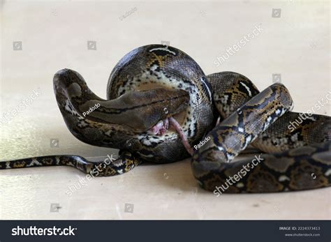 Image result for Reticulated Python Man Eater