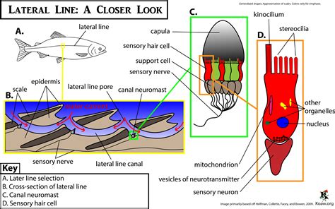 Lateral Line On a Graph に対する画像結果