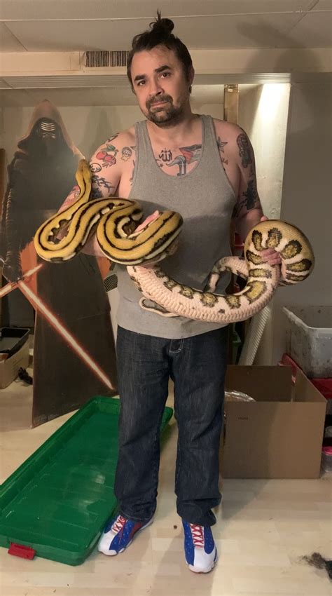 Image result for Retic Python Adult