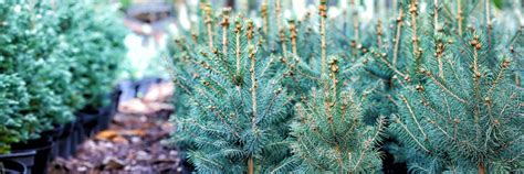 Image result for Potted Christmas Tree 4Ft Tall