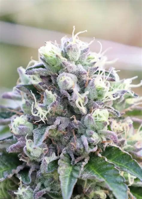 Normal Map Cake Cream എന്നതിനുള്ള ഇമേജ് ഫലം