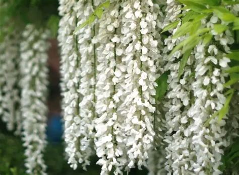 White Flower Tree Identification に対する画像結果