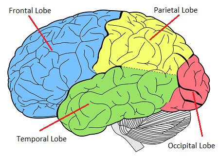 Toradh íomhá ar Functions of the Prefrontal Cortex