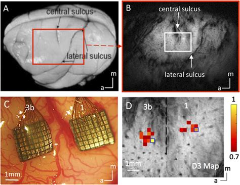Image result for 32 Channel Utah Array Map