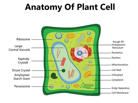 Afbeeldingsresultaten voor Basic Plant Cell Structure