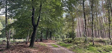 Image result for Leuvenumse Bos