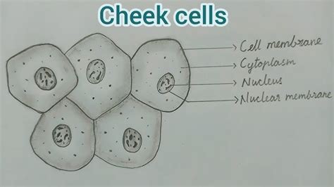 Human Cheek Cell Diagram Labeled