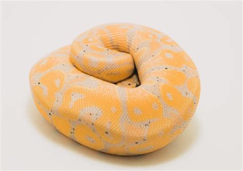 Banana Python Rust に対する画像結果