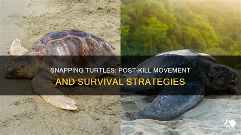 Afbeeldingsresultaten voor How to Move a Snapping Turtle