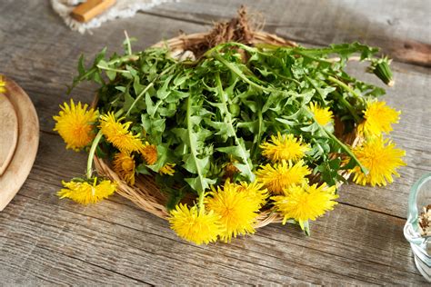 Image result for How to Process Dandelion Root