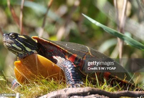 Image result for Bumpy Painted Turtle Shell