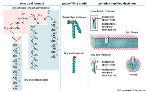 Define Lipid に対する画像結果