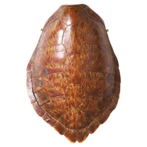 Image result for Piece of Turtle Shell