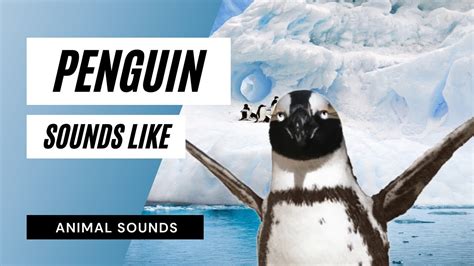 Image result for Penguin Sound