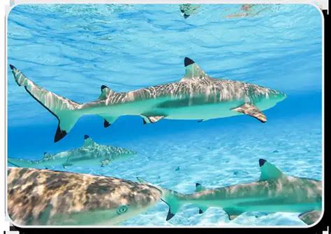 Image result for Shark Different Reproduction